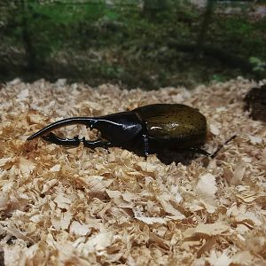 Hercules Beetle