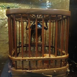 Chinese Bush Cricket