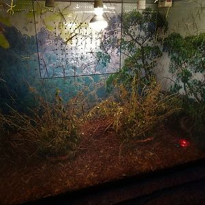 Stick Insect Exhibit