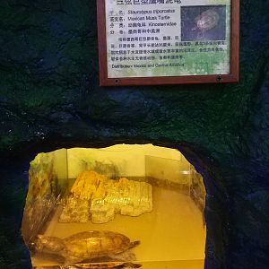 Mexican Musk Turtle Exhibit