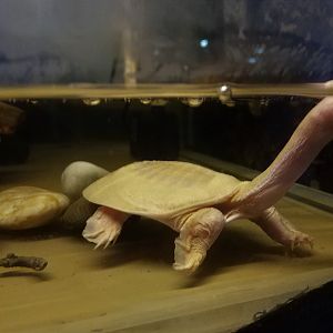 Albino Soft-shell Turtle