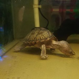 Razor-backed Musk Turtle