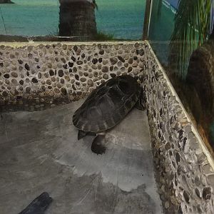 Malaysian Giant Turtle