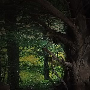 Leschenault's Rousette Exhibit