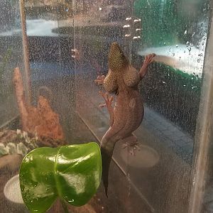 Standing's Day Gecko