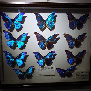 Morpho Display