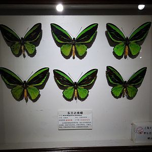 Birdwing Display