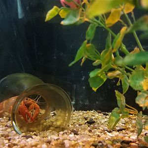 Mexican Orange Dwarf Crayfish