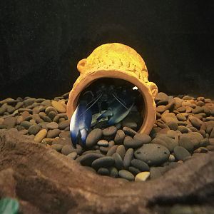 Cherax boesemani