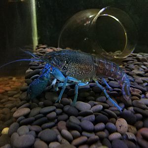 Electric Blue Lobster