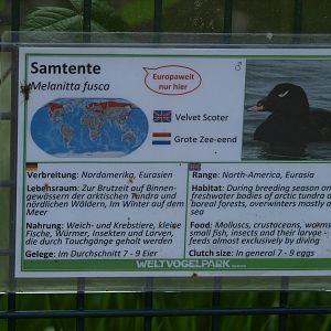 Velvet scoter signage