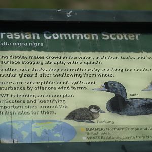 Common scoter signage