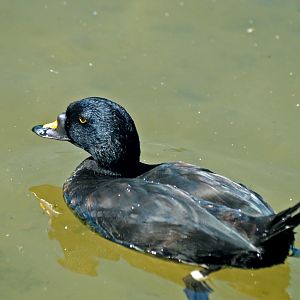 Common scoter