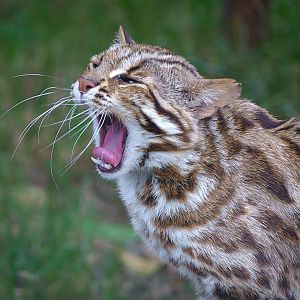 Leopard cat