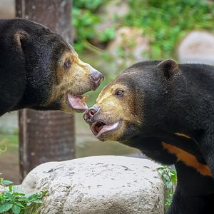 Malayan sun bear