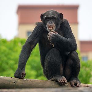 Chimpanzee