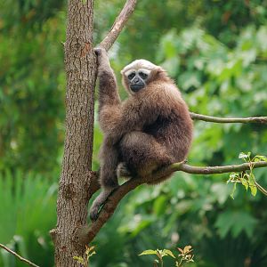 Eastern hoolock gibbon