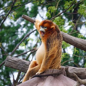 Golden snub-nosed monkey