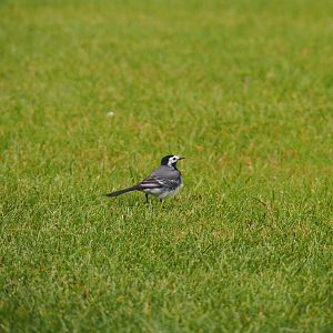 White wagtail (Motacilla alba) in my garden, 2019-06-12