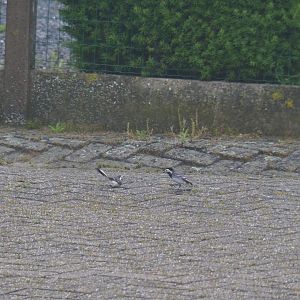 White wagtails (Motacilla alba) in my garden, 2019-06-12
