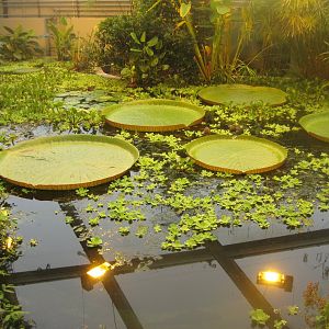 Aarhus Botaniske Have - Pond in tropical house