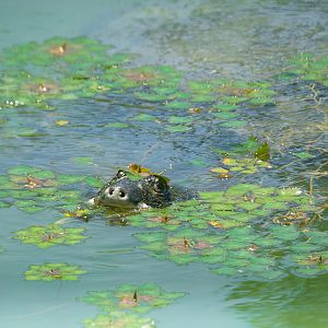 Yangtze giant softshell turtle