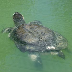 Yangtze giant softshell turtle
