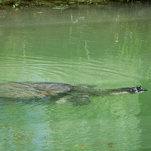 Yangtze giant softshell turtle