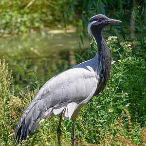 Demoiselle crane