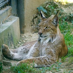 Lynx