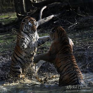 Amur tigress fighting