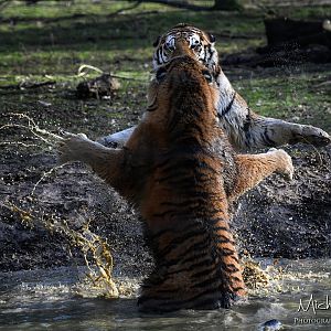 Amur tigress fighting