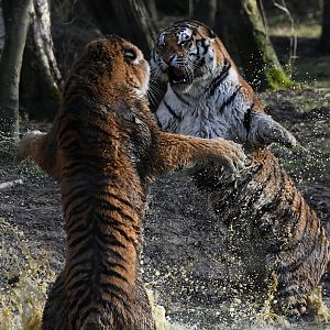 Amur tigress fighting