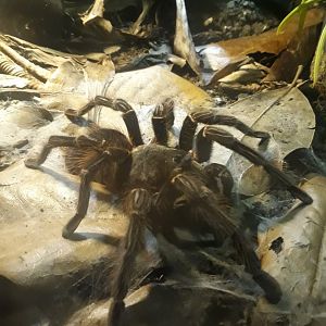 Brazilian salmon pink bird-eating tarantula