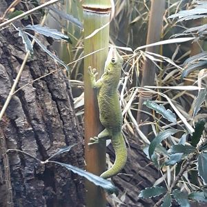 Madagascar giant day gecko