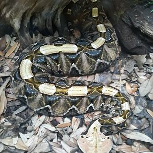 Gaboon viper