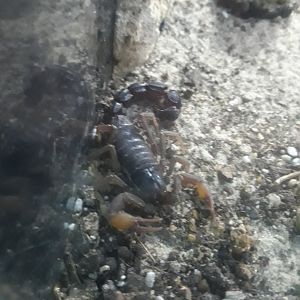 African ground scorpion