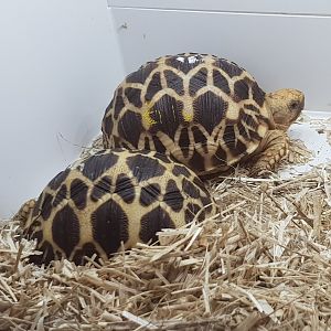 Burmese star tortoises - Geochelone platynota - babies