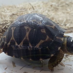 Radiated tortoise - Astrochelys radiata - baby