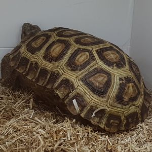 Speke's hinge-back tortoise - Kinixys spekii