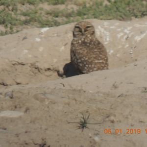 burrowing owl