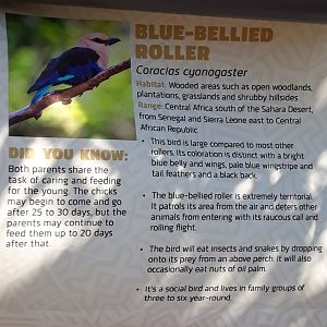 Relocated to Africa 1