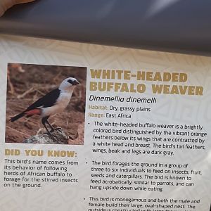 Relocated to Africa 2