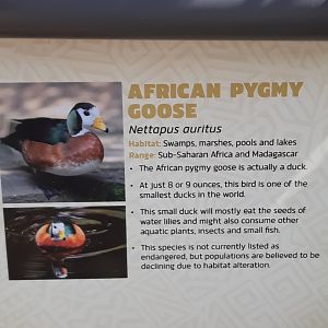 Relocated to Africa 3