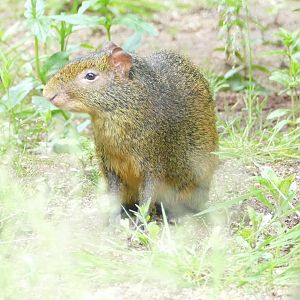 Azara's agouti, June 2019