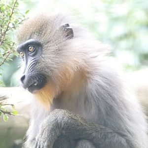 Juvenile female Mandrill, June 2019