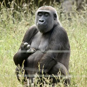 Western Lowland Gorilla (Mjukuu)