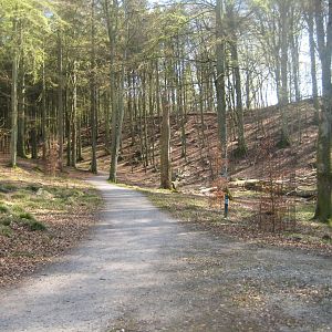Bangsbo Dyrehave - General view of wooded area