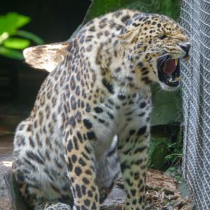 Leopard