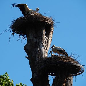 European white storks (Ciconia ciconia) on nests with chicks, 2019-05-31